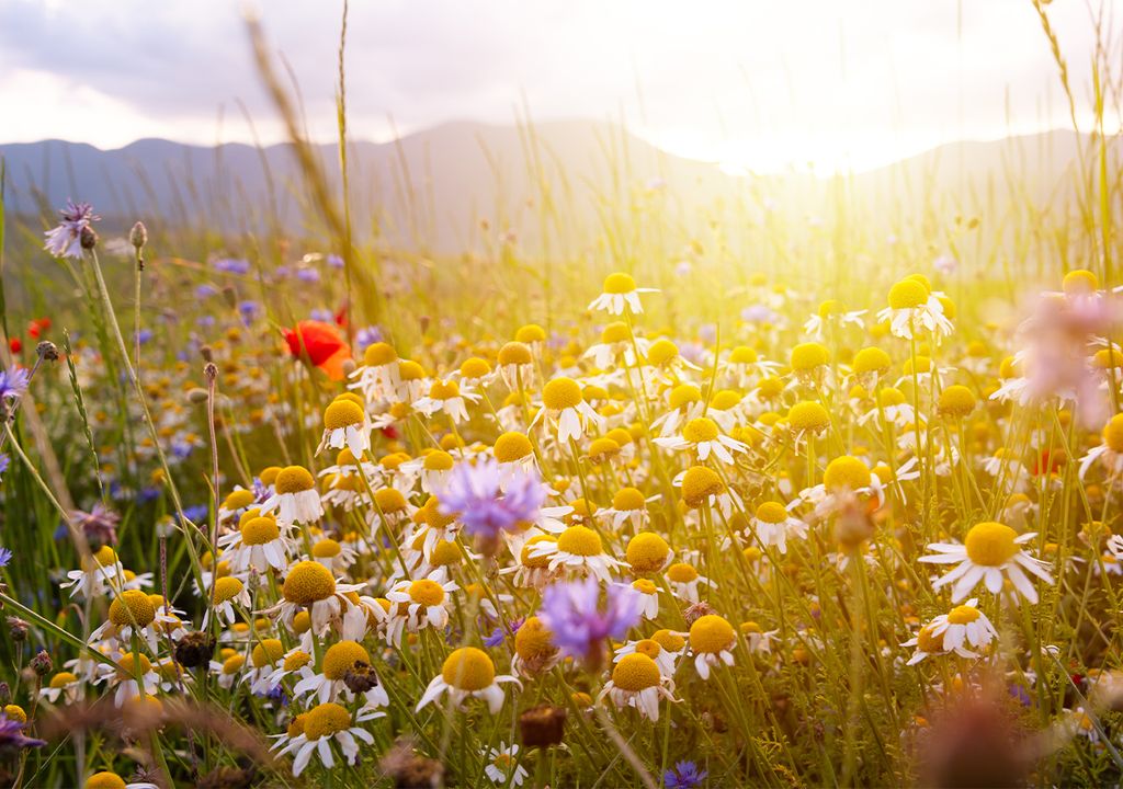 Summer meadow with daisies and other wildflowers