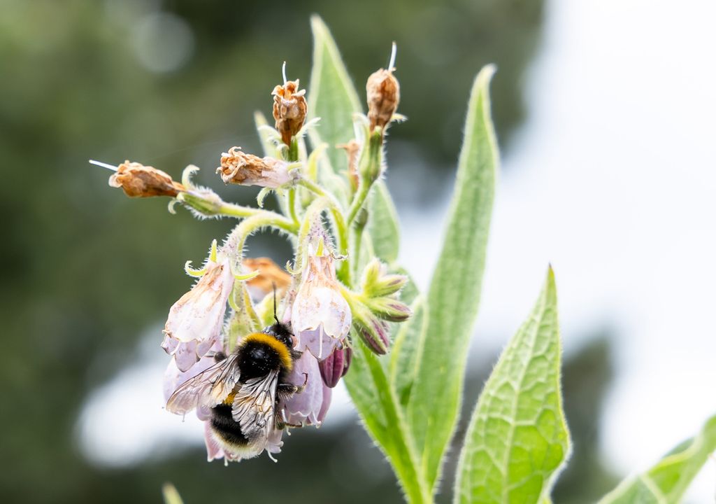 Bee pollinating a flower