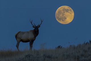 The Many Names of July's Full Moon: A Journey Through Time and Culture