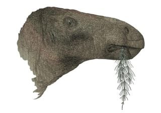 The most complete dinosaur discovered in the UK in the last 100 years has been described