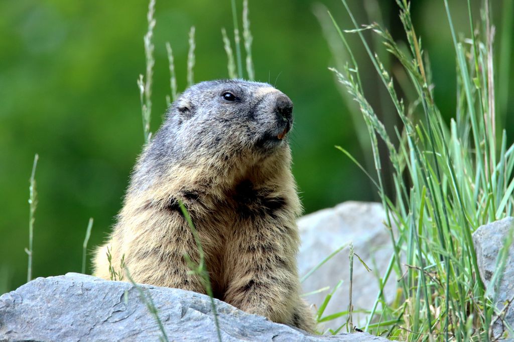 groundhog