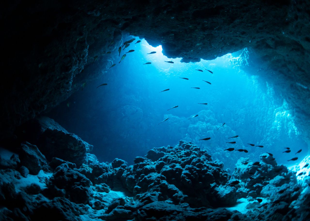 The Ocean Is Getting Darker—and It Could Reshape Marine Life as We Know It