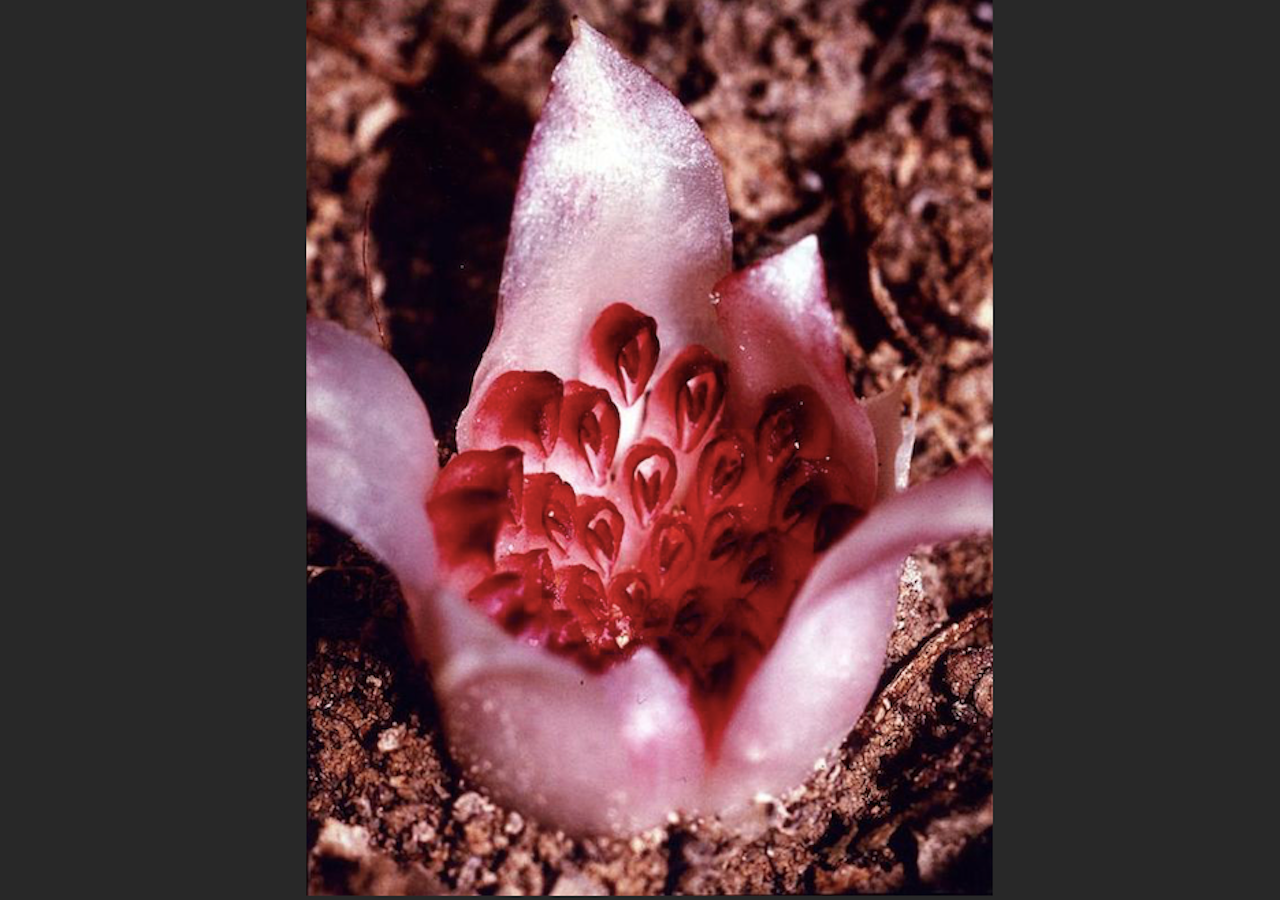 Rhizanthella gardneri. Crédito: Jean e Fred Hort, CC BY-SA 2.0 , via Wikimedia Commons