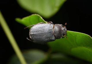 The scent of attraction: Solving the mystery of the large black chafer beetle’s 48-hour mating cycle