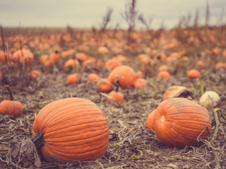 The Science Behind Giant Pumpkins: Why This Fall Favorite Grows So Huge