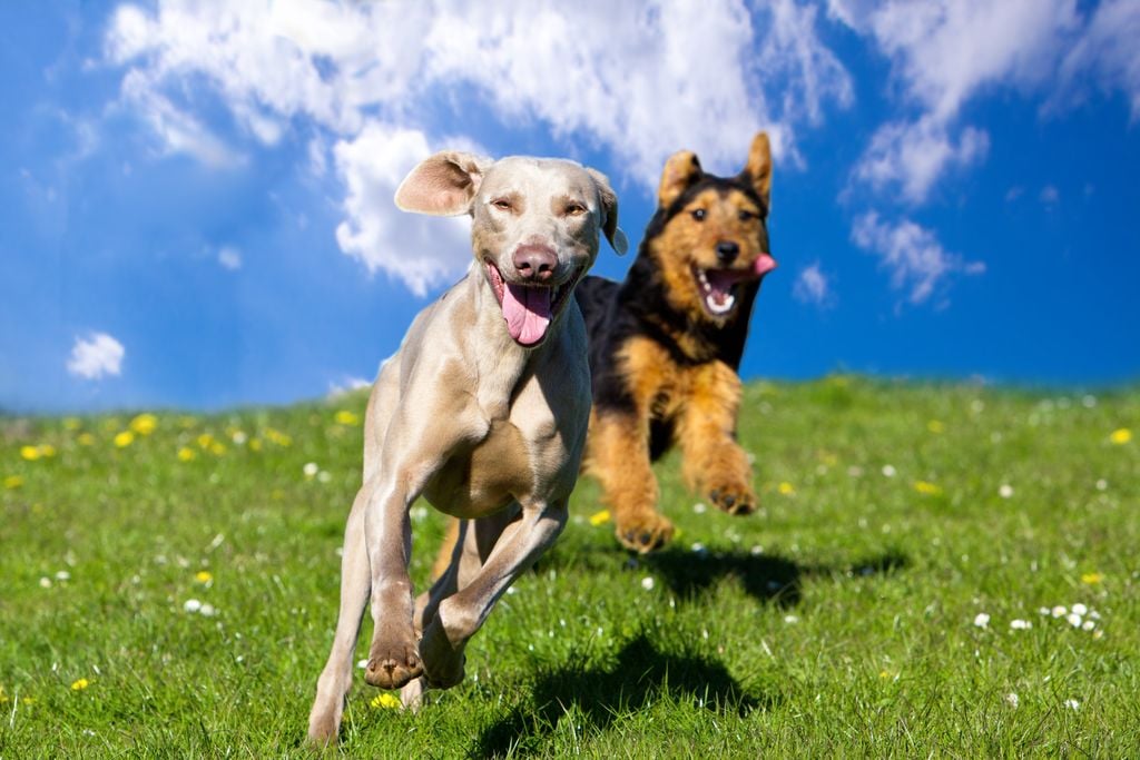 perros bajando una colina corriendo