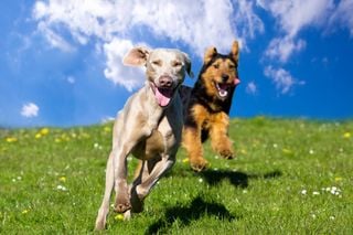 The science of canine happiness: Five proven ways to help your dog thrive