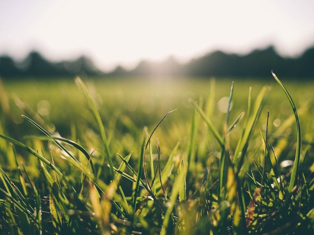 The grass may enjoy the showers to come in June.