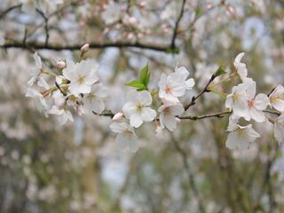 The seasonal forecast for May