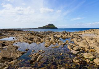 The secret strength of marine mussels inspires medical designs