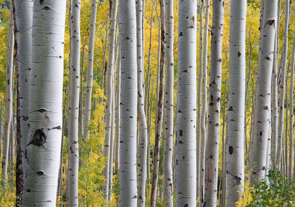 The secret to microplastic removal? Birch trees