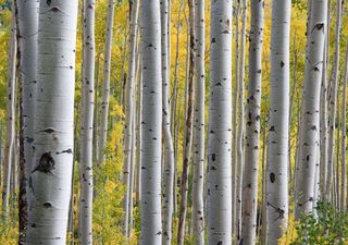 The secret to microplastic removal? Birch trees