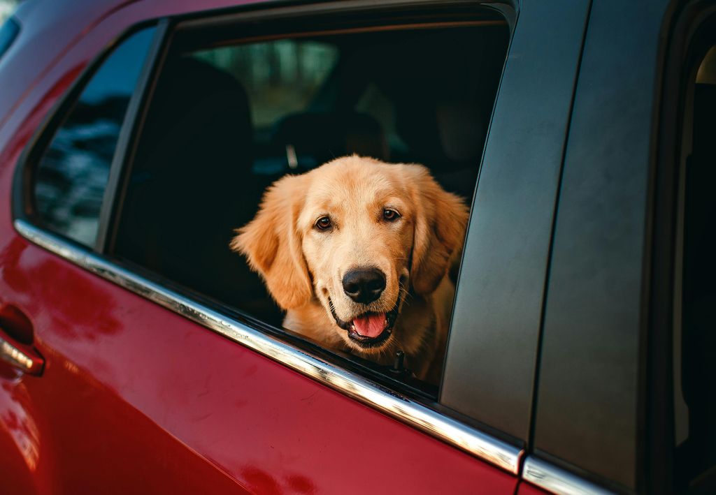 dog inside a car