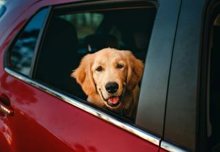 The Silent Threat: the dangers of hot car temperatures for children and pets