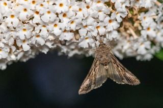 El sorprendente efecto de las luces de los vehículos sobre las polillas y qué puedes hacer al respecto