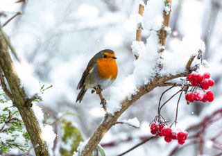 The UK Christmas weather forecast 2022