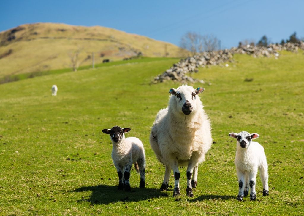 Spring Lambs