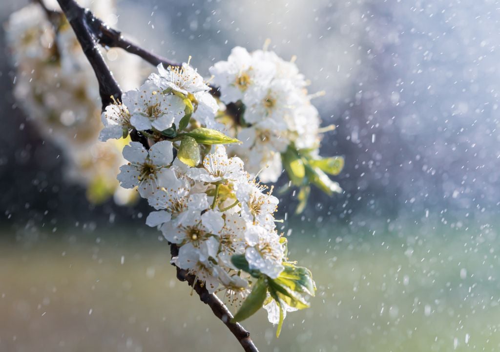 Blossom in the rain