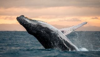 The Whale, nuovo museo della Norvegia dove scoprire tutto sulle balene e anche vederle nuotare