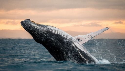 The Whale, nuovo museo della Norvegia dove scoprire tutto sulle balene e anche vederle nuotare