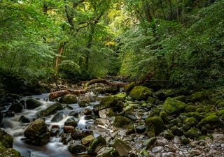 The Wildlife Trusts selects Isle of Man and Wales for rainforest restoration