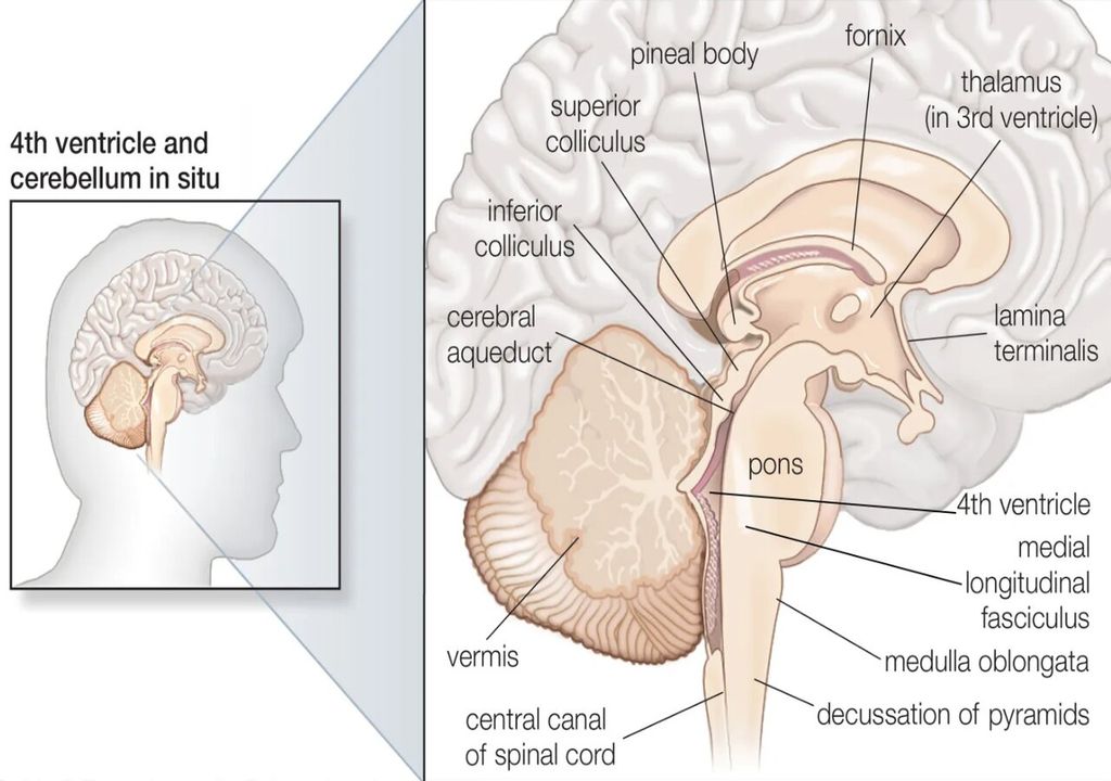 superior colliculus in the midbrain