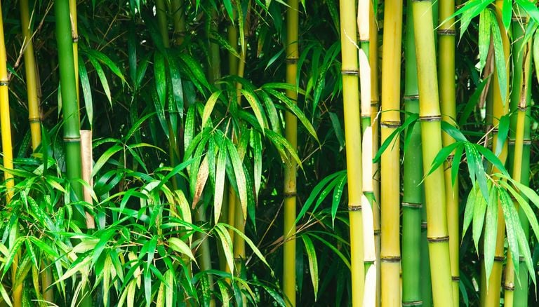 They're not invasive plants, but they can take over your garden if you don't keep them under control