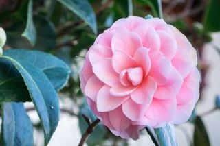 This U.S. City Is the Camellia Capital, and Winter Is Peak Bloom Season. Visit the Vibrant Flowers Before February Ends
