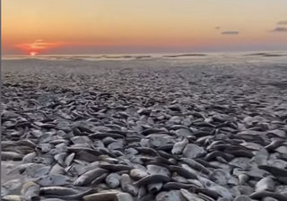Thousands of fish wash up dead on beaches in Quintana, United States