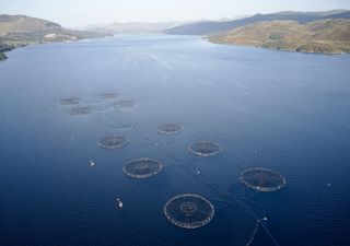 Thousands of salmon escape fish farm after UK storm