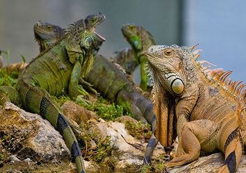 Alta probabilidad de caída de iguanas en la Florida Alta probabilidad de caída de iguanas en la Florida