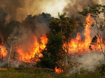 Amazónia: porque ardem os 'pulmões' do planeta e a fumaça em São Paulo Amazónia: porque ardem os 'pulmões' do planeta e a fumaça em São Paulo