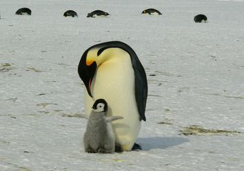 ¿Cómo nos impacta el alza de temperaturas en la Antártica? ¿Cómo nos impacta el alza de temperaturas en la Antártica?