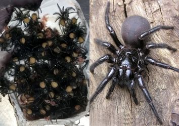 Alerta por proliferación de arañas venenosas en Australia Alerta por proliferación de arañas venenosas en Australia