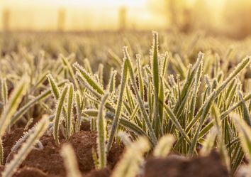 El calor sigue, pero el campo 'tiembla' ante posibles heladas tardías El calor sigue, pero el campo 'tiembla' ante posibles heladas tardías