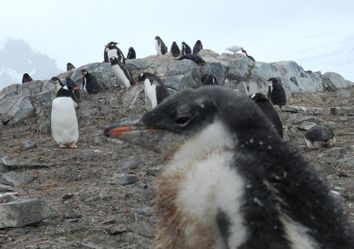 El cambio climático está afectando el número de pingüinos El cambio climático está afectando el número de pingüinos