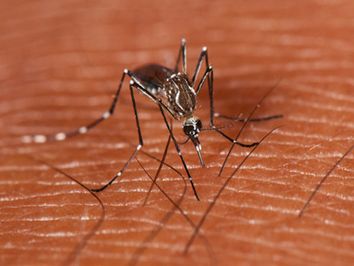 El mosquito transmisor del dengue se adapta al frío de Buenos Aires El mosquito transmisor del dengue se adapta al frío de Buenos Aires