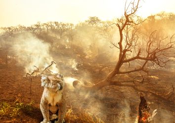 Espécies mais ameaçadas pela crise dos incêndios na Austrália Espécies mais ameaçadas pela crise dos incêndios na Austrália