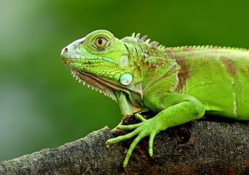 Iguanas congeladas de la Florida vuelven a la vida Iguanas congeladas de la Florida vuelven a la vida