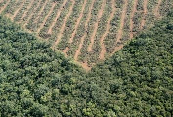 La deforestación está descontrolada La deforestación está descontrolada