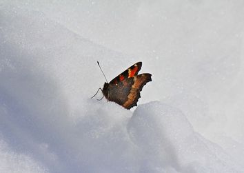 Arriva la neve? Tutto dipende da una farfalla! Arriva la neve? Tutto dipende da una farfalla!