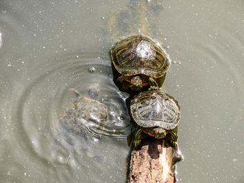 Las especies exóticas invasoras más dañinas de España Las especies exóticas invasoras más dañinas de España