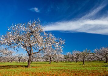 Los almendros, ¿en flor por causas naturales o cambio climático? Los almendros, ¿en flor por causas naturales o cambio climático?