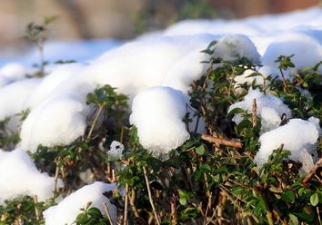 Nach dem Schnee bis 14 Grad am 4. Advent? Nach dem Schnee bis 14 Grad am 4. Advent?