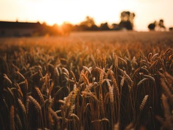 O planeta e o consumo agropecuário O planeta e o consumo agropecuário