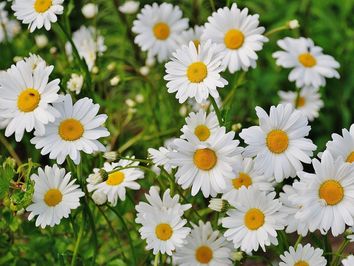 Primavera 2019: que tempo nos espera este ano? Primavera 2019: que tempo nos espera este ano?