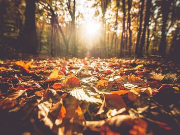 ¿Cuándo empieza el otoño astronómico? Curiosidades que quizás no sabes ¿Cuándo empieza el otoño astronómico? Curiosidades que quizás no sabes