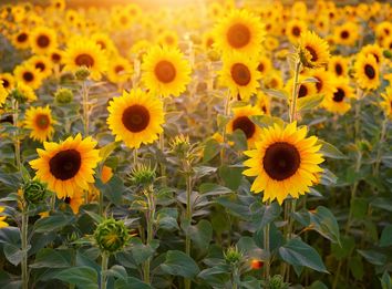 Solstizio d'estate 2019, le cose da sapere Solstizio d'estate 2019, le cose da sapere