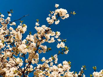 Tempo esta semana: sol e calor autênticos de primavera Tempo esta semana: sol e calor autênticos de primavera