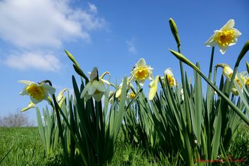 Tendance météo pour le printemps : douceur ou coup de froid tardif ? Tendance météo pour le printemps : douceur ou coup de froid tardif ?